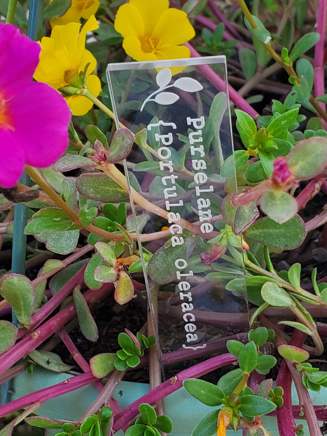 Engraved Acrylic Plant Marker Garden or Herb Stakes with Scientific Name