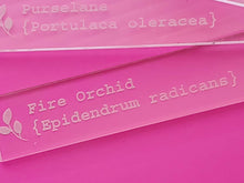 Load image into Gallery viewer, Engraved Acrylic Plant Marker Garden or Herb Stakes with Scientific Name